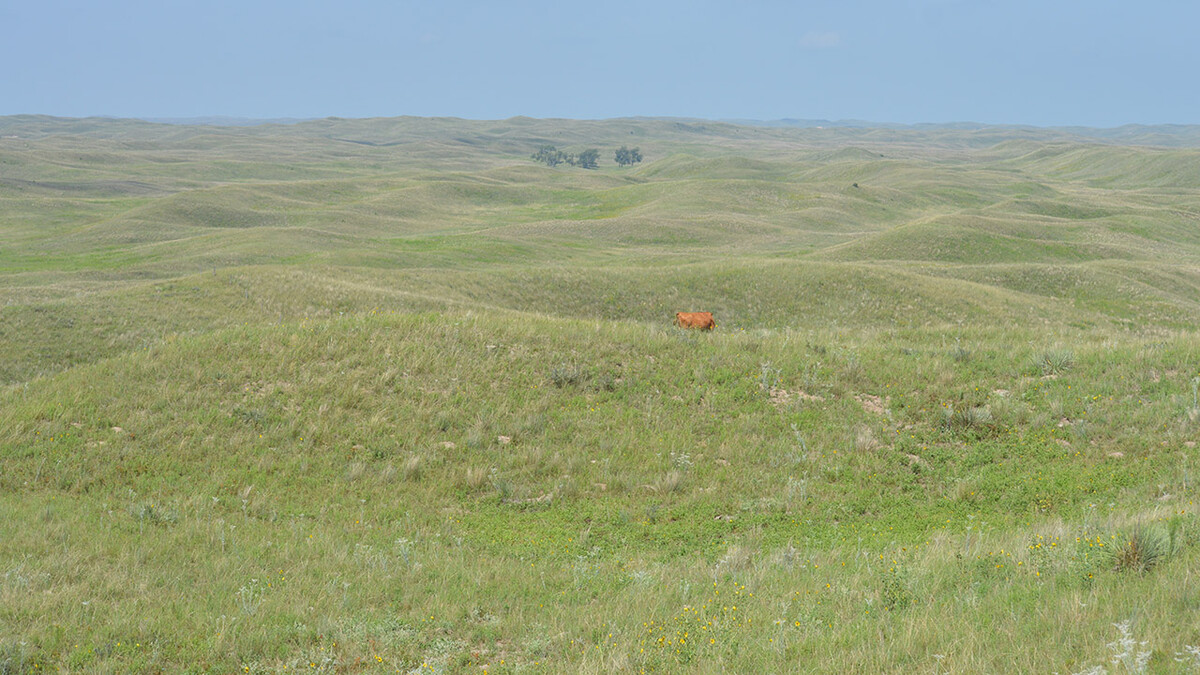Cow grazing on Sandhills grasses